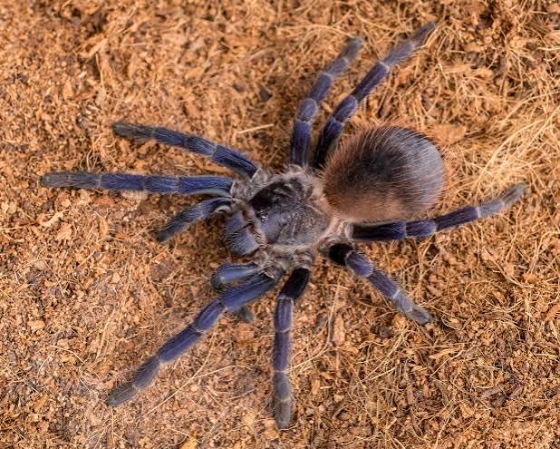 PTERINOPELMA SAZIMAI