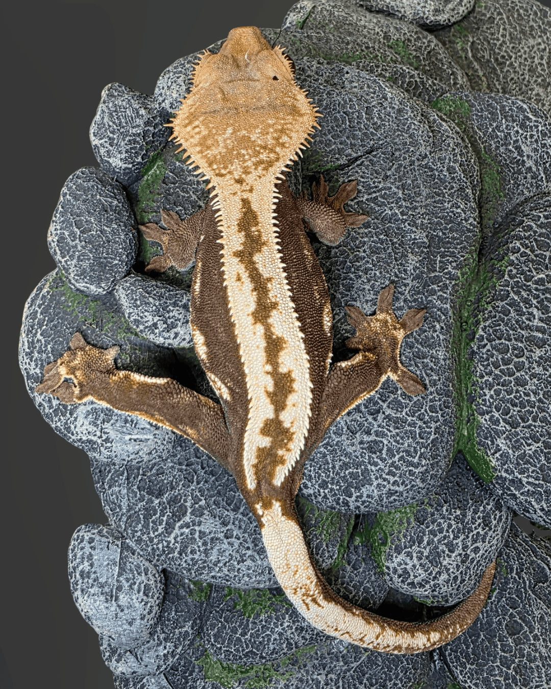 CI141 C. CILIATUS RED HARLEY 0.1