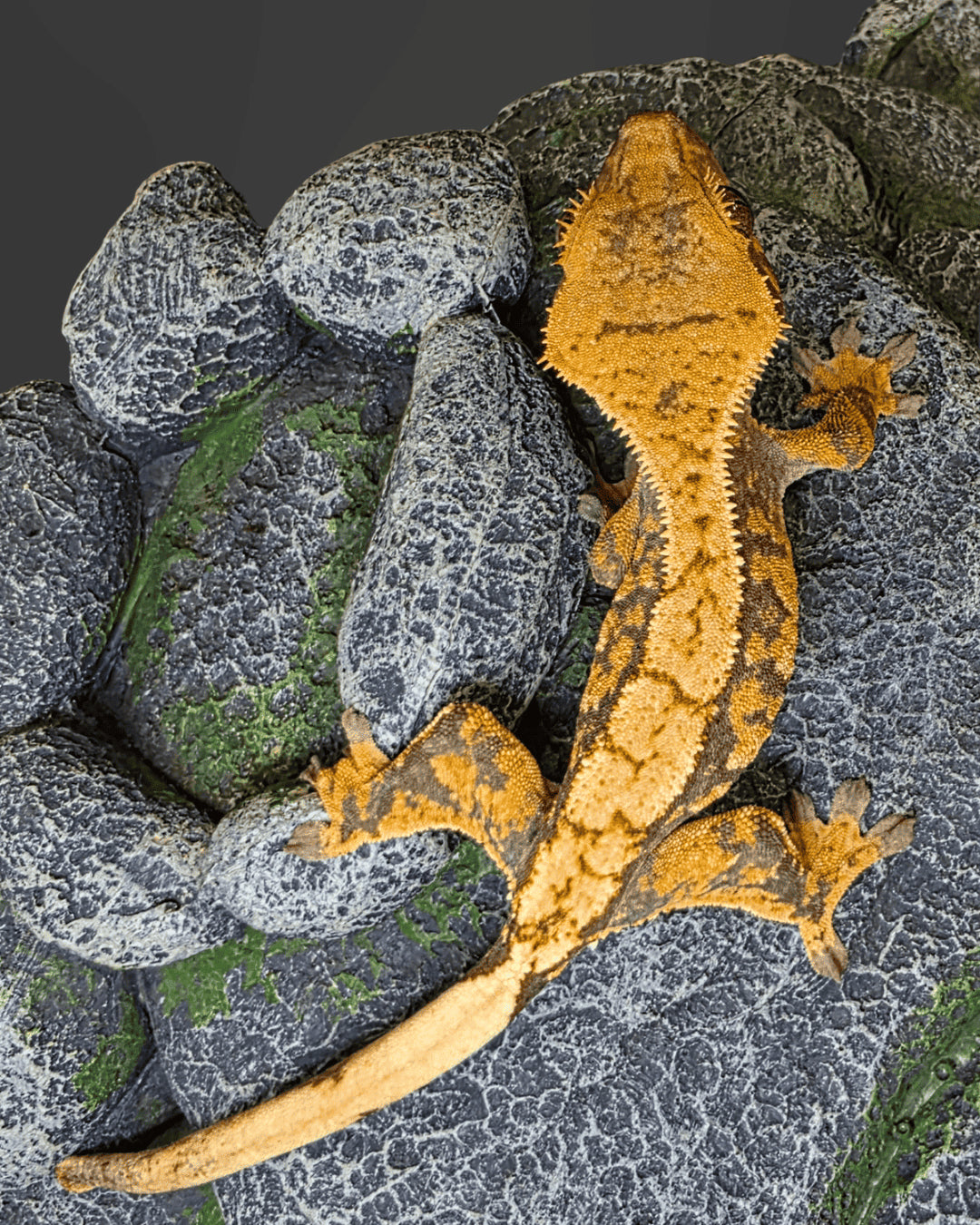 CNLR01 C. CILIATUS EXTREME HARLEY 0.0.1