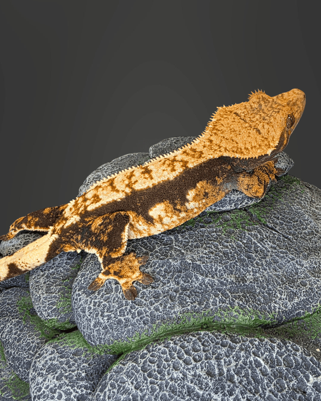 CHS101 - C. CILIATUS TRICOLOR 0.1