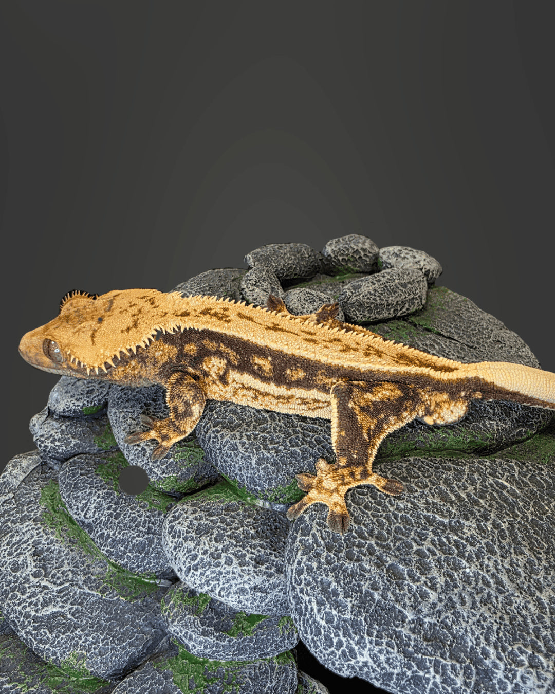 CL04 - C. CILIATUS TRICOLOR 100 % PINSTRIPE MASCHIO