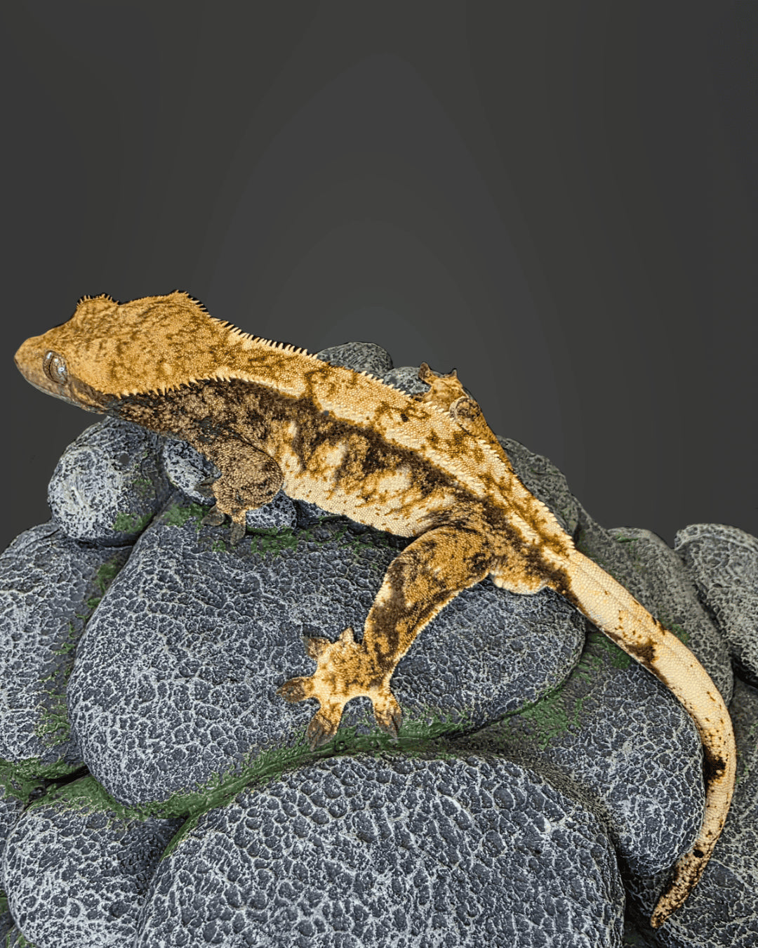 CL55 - C. CILIATUS TRICOLOR 1.0