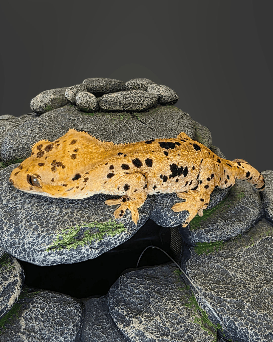 CM70 - C. CILIATUS SUPERDALMATIAN MASCHIO
