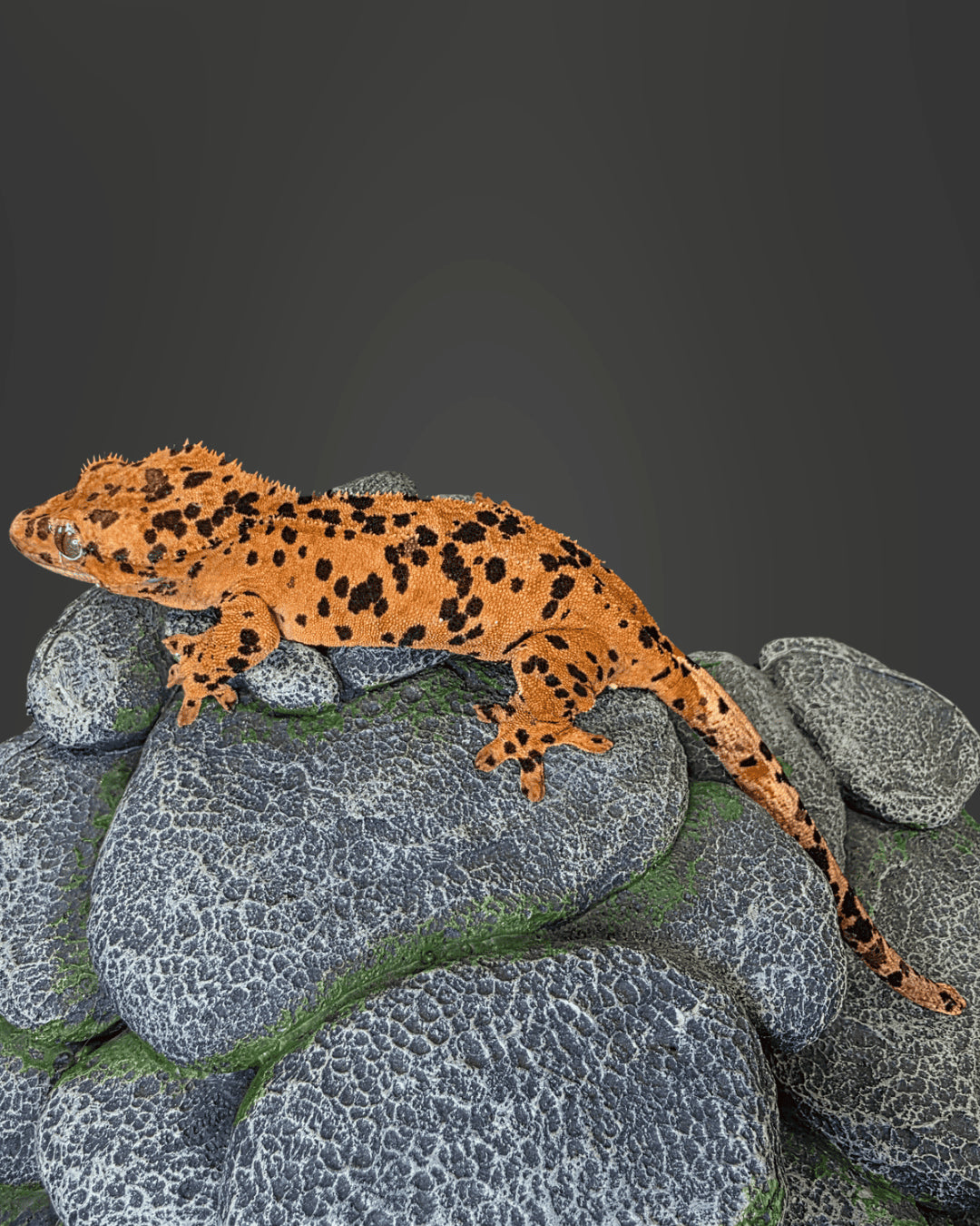 CM07 - C. CILIATUS SUPERDALMATIAN FEMMINA