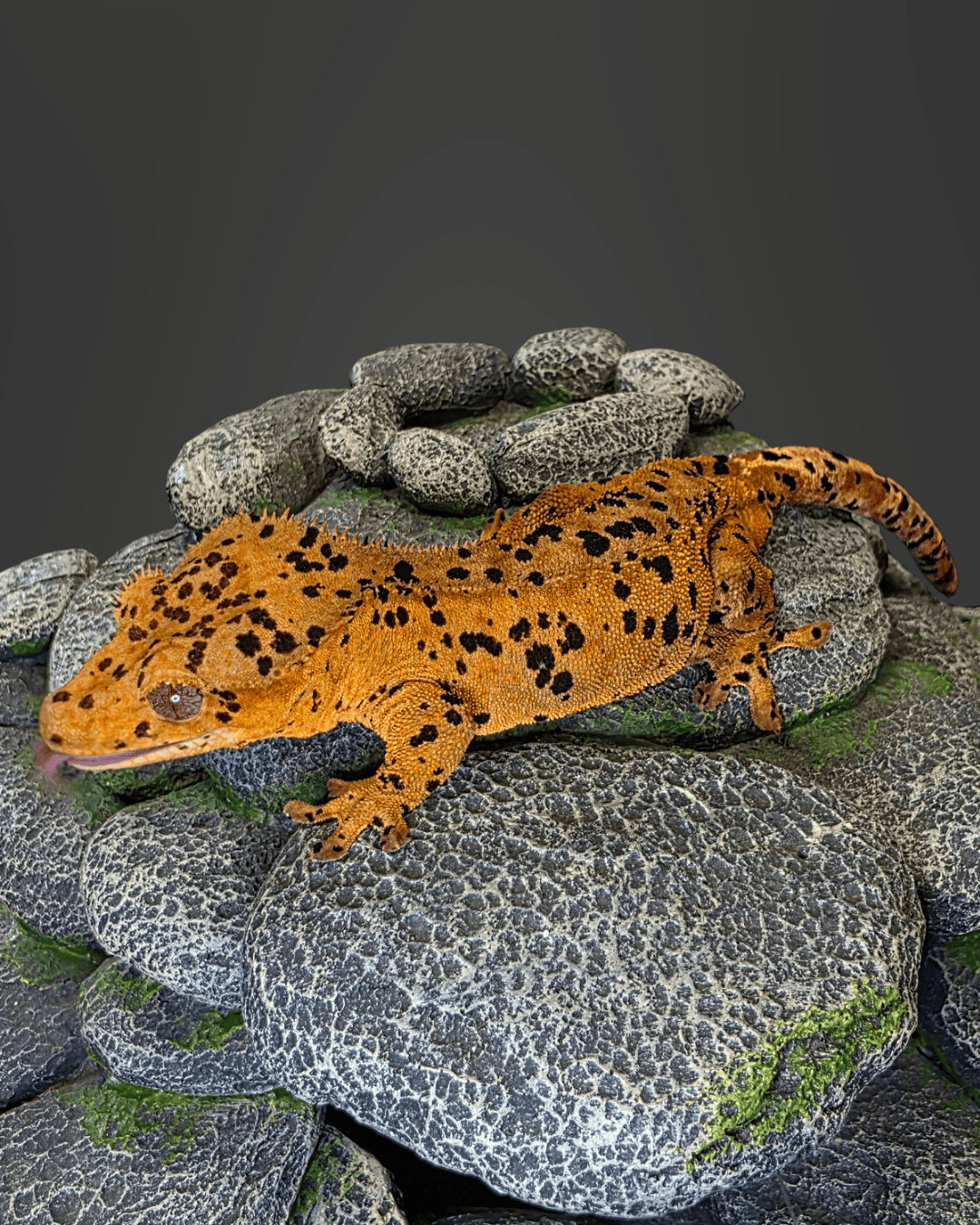 CM14 - C. CILIATUS SUPERDALMATIAN MASCHIO