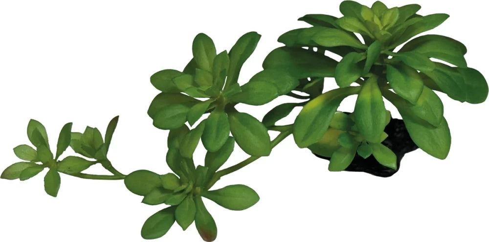 REPTO PLANT SUCCULENT GREEN XL