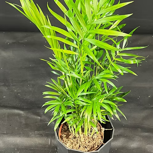 CHAMAEDOREA V6