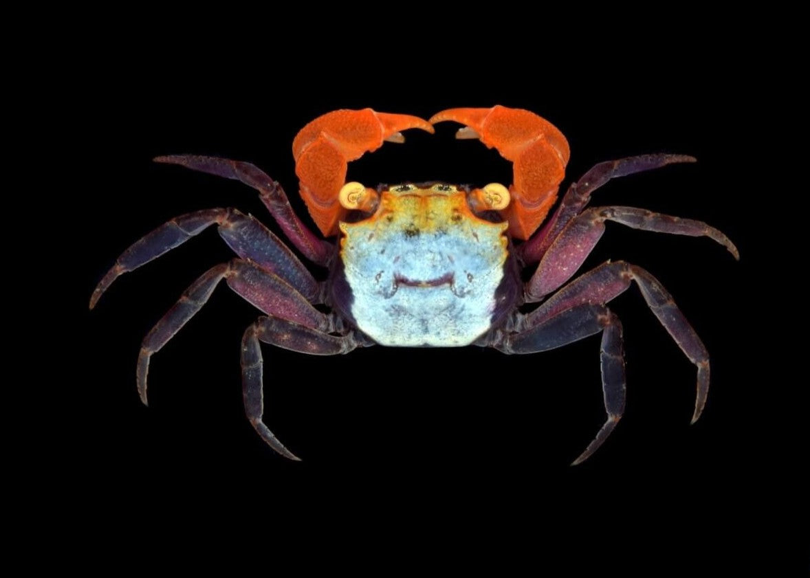 GEOSESARMA ROUXI (GRANCHIO VAMPIRO ARCOBALENO)