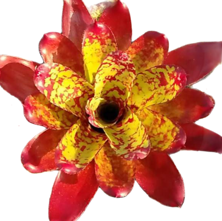 NEOREGELIA WHINNIE THE POOH