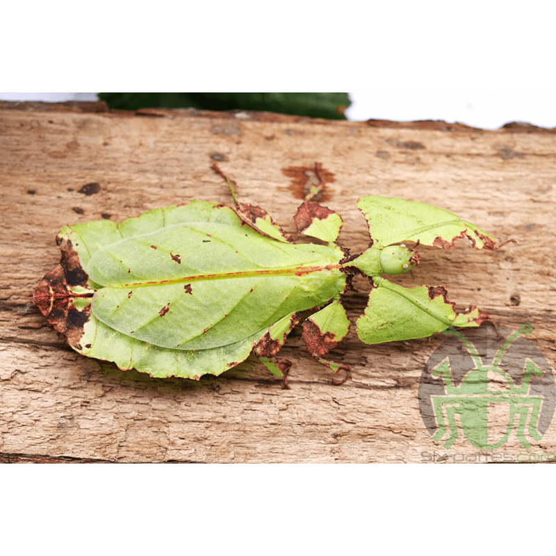 PHYLLIUM GIGANTEUM insetto foglia verde