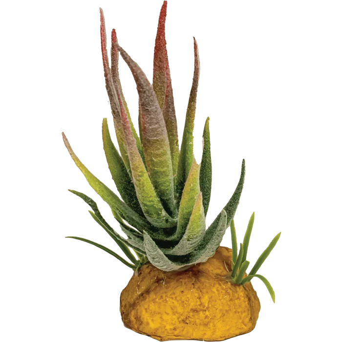 REPTO PLANT ALOE PUNTA ROSSA