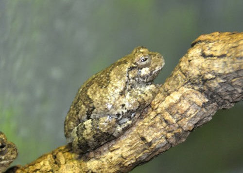 DRYIPHITES VERSICOLOR COPPIA