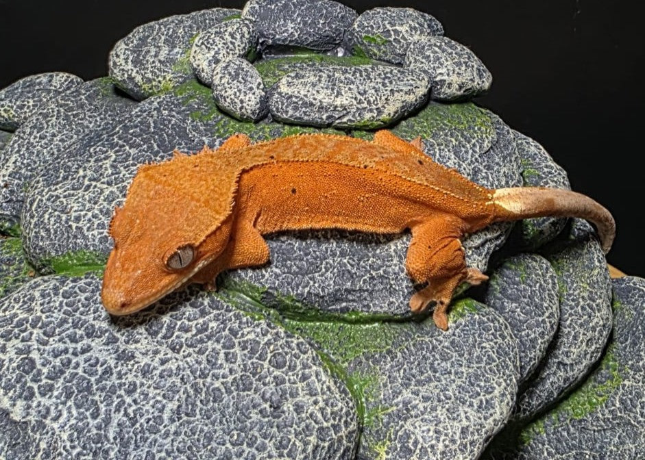 CM21 - C. CILIATUS RED DALMATIAN FEMMINA