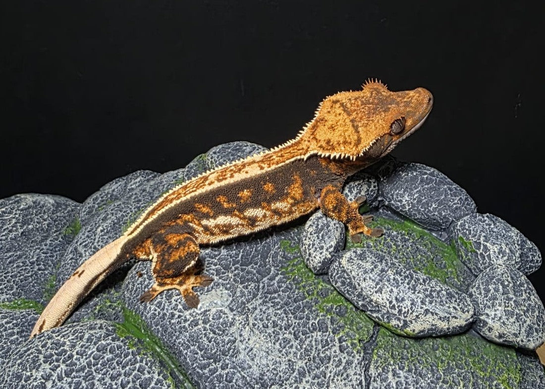 CN18 - C. CILIATUS TRICOLOR 100% FEMMINA