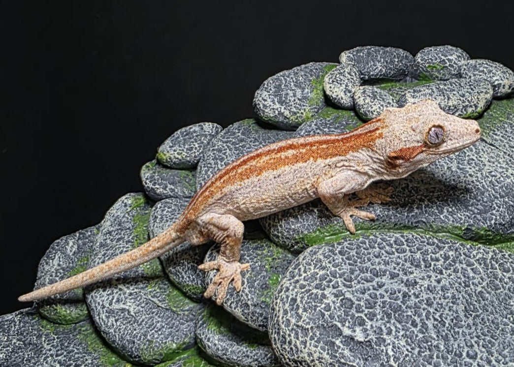 AUESSE2 - R. AURICULATUS RED STRIPE MASCHIO