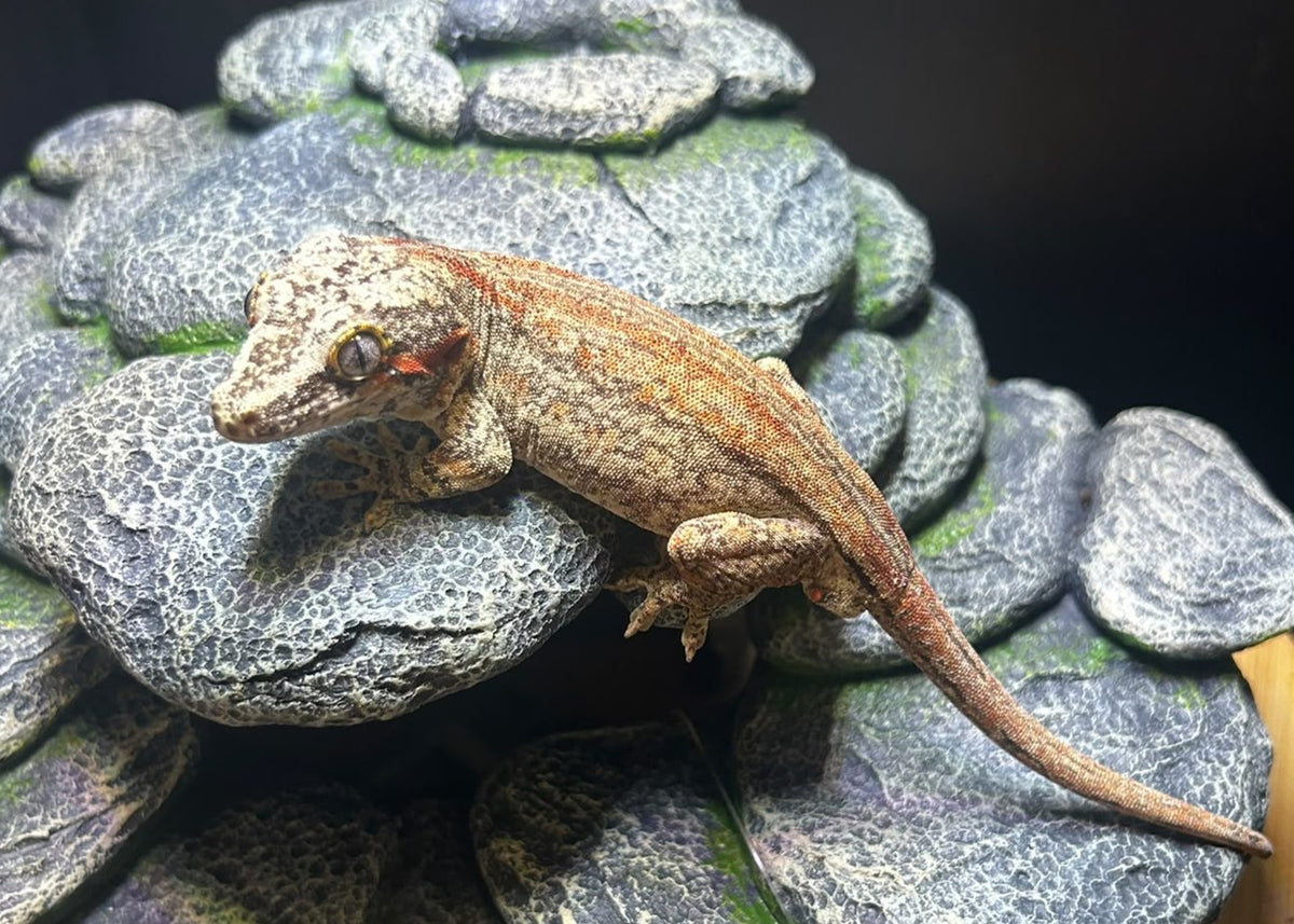 AUSHOT3 - R. AURICULATUS RED STRIPE MASCHIO
