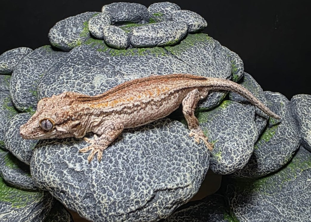AULAMBDA - R. AURICULATUS RED STRIPE MASCHIO