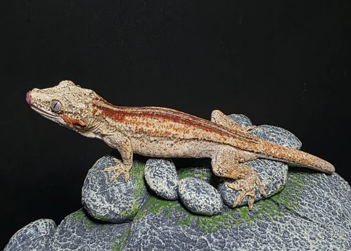 AUTHETA - R. AURICULATUS RED STRIPE MASCHIO