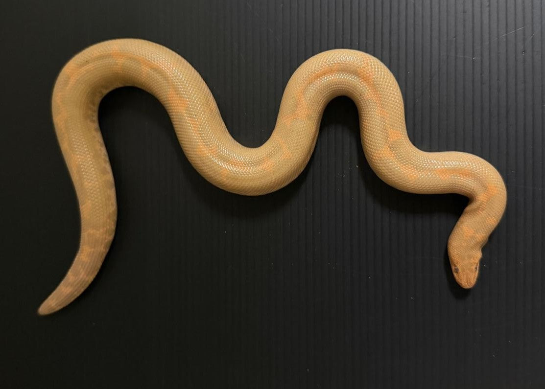 ERYX COLUBRINUS-BOA DELLE SABBIE M ALBINO