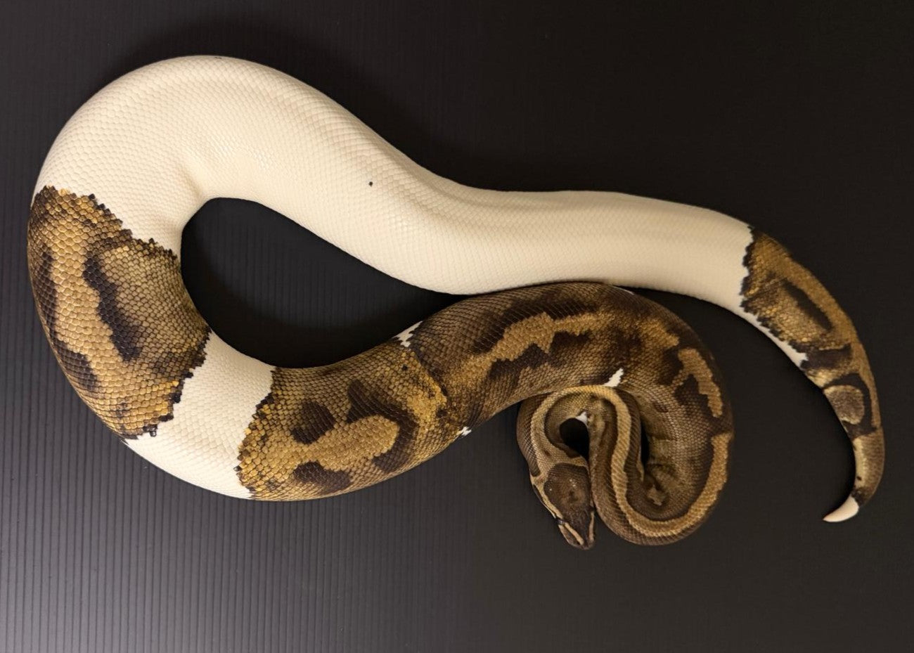 PYTHON REGIUS-PITONE REALE FEMMINA PIEDBALD