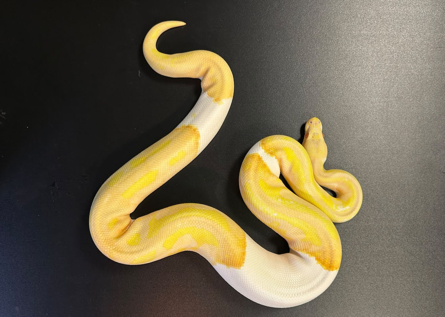 PYTHON REGIUS-PITONE REALE MASCHIO ALBINO PIEDBALD