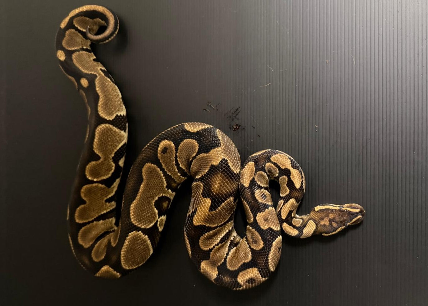 PYTHON REGIUS-PITONE REALE MASCHIO ENCHI HET ALBINO