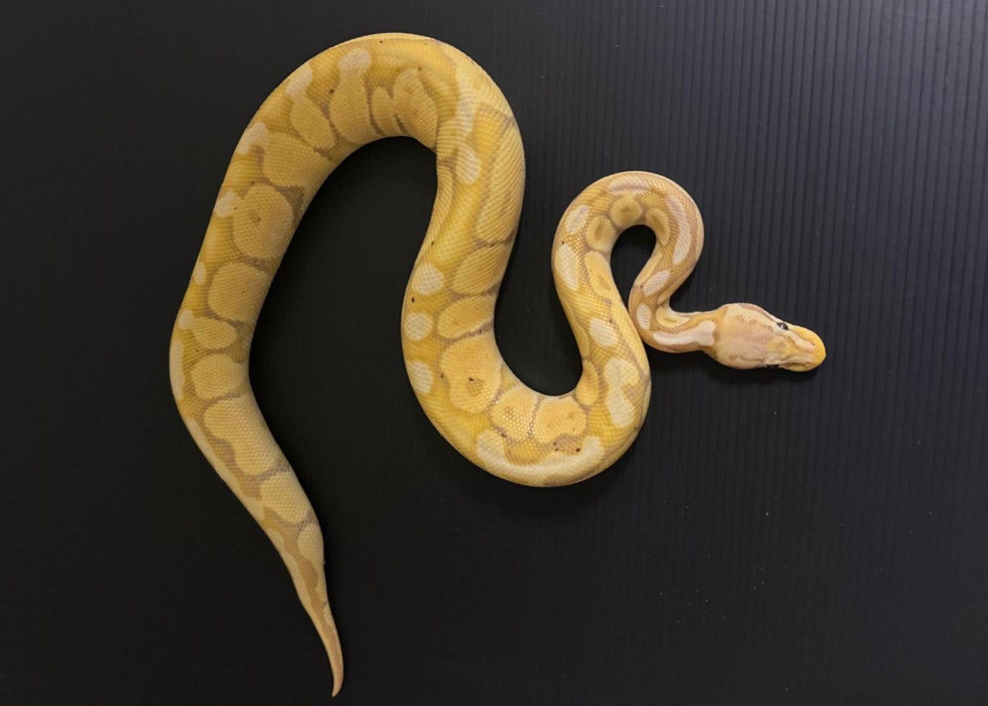 PYTHON REGIUS-PITONE REALE MASCHIO BANANA