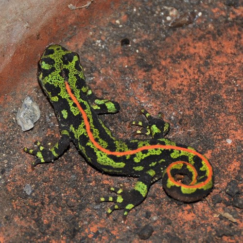 TRITURUS MARMURATUS - TRITONE MARMORATO