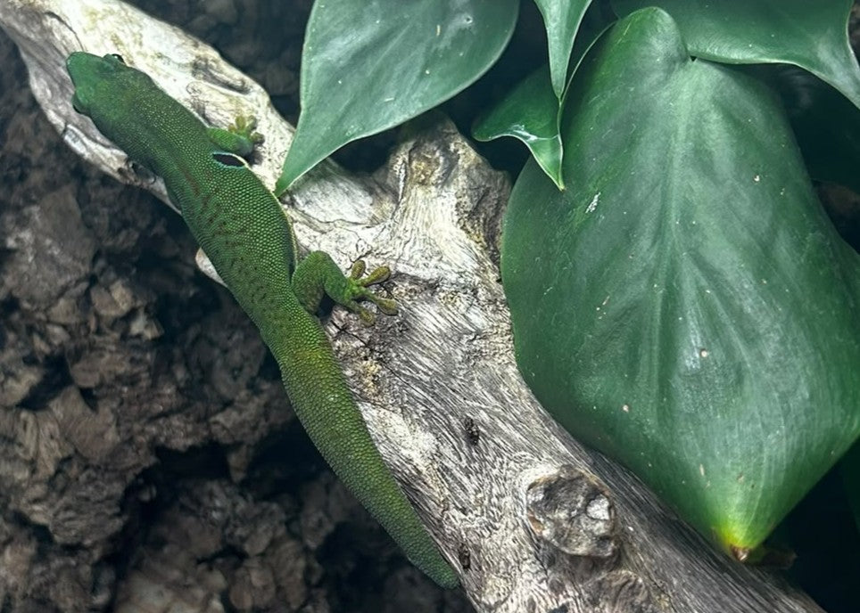 PHELSUMA QUADRIOCELLATA-GECO DIURNO DI PEACOCK
