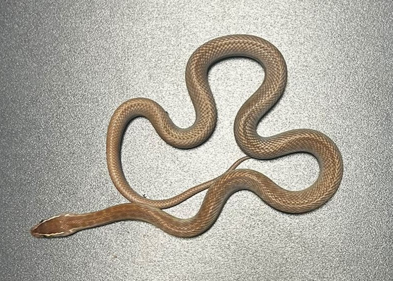 BO03 - BOEDON CAPENSIS - SERPENTE DELLE CASE AFRICANO