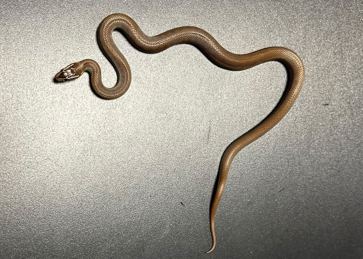 BO09 - BOEDON CAPENSIS - SERPENTE DELLE CASE AFRICANO