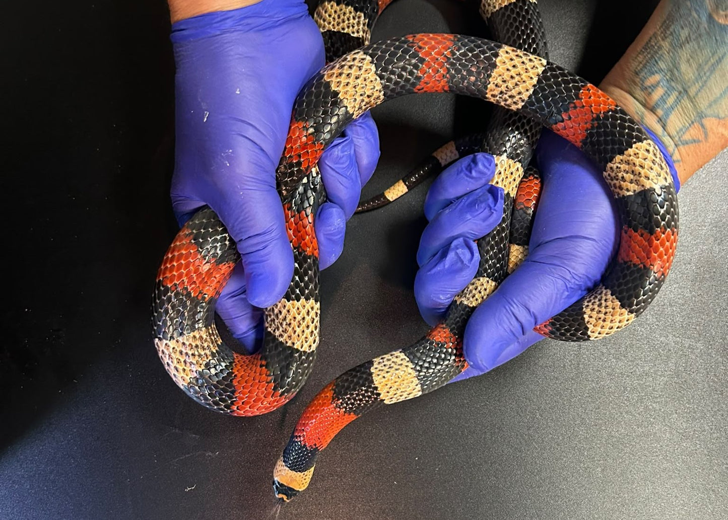 LPR01 - LAMPROPELTIS TRIANGULUM CAMPBELLI M - SERPENTE FALSO CORALLO