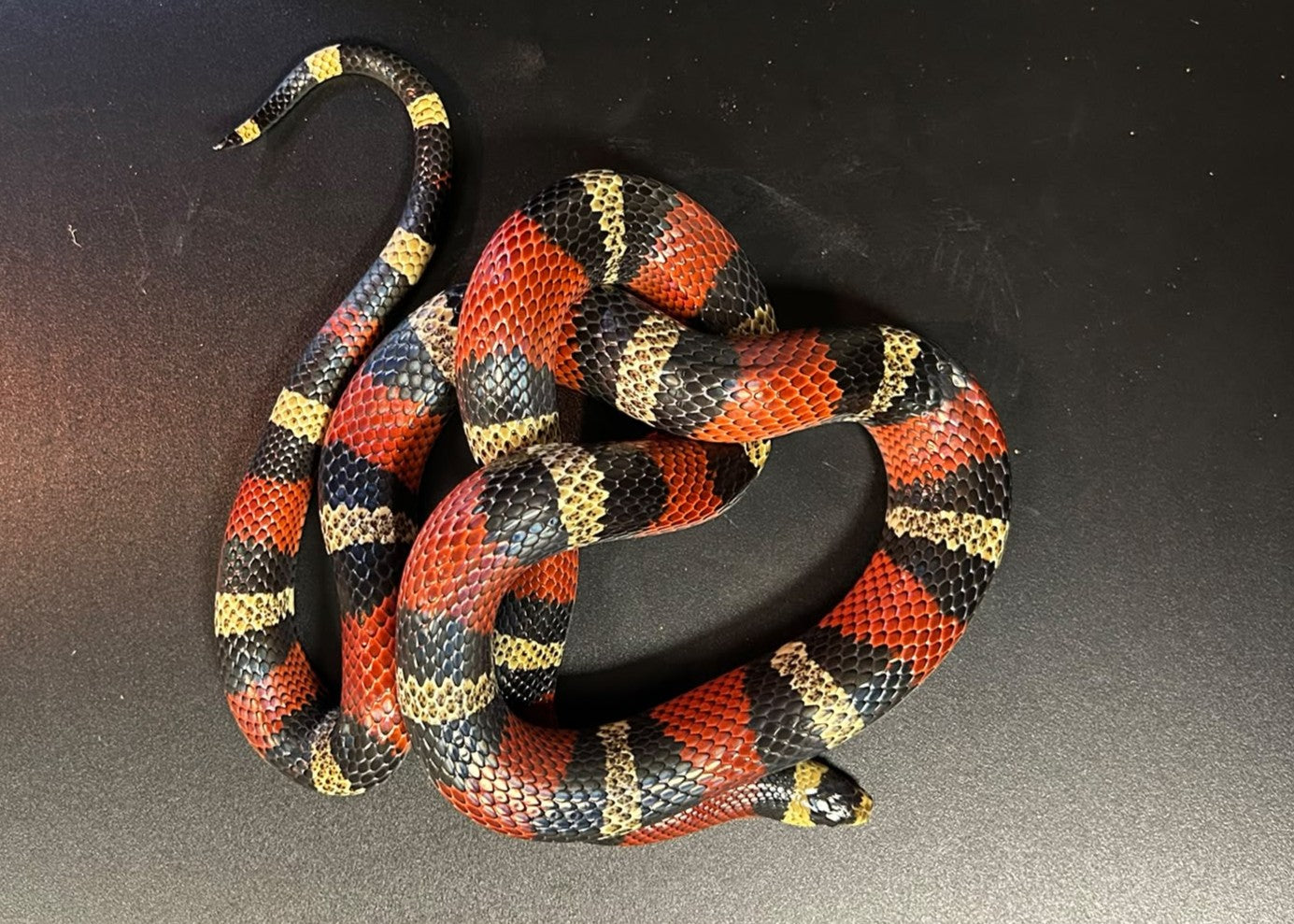 LPR03 - LAMPROPELTIS TRIANGULUM ONDURENSIS M - SERPENTE FALSO CORALLO