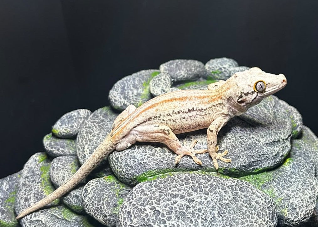 AUSHOT4 - R. AURICULATUS RED STRIPE MASCHIO