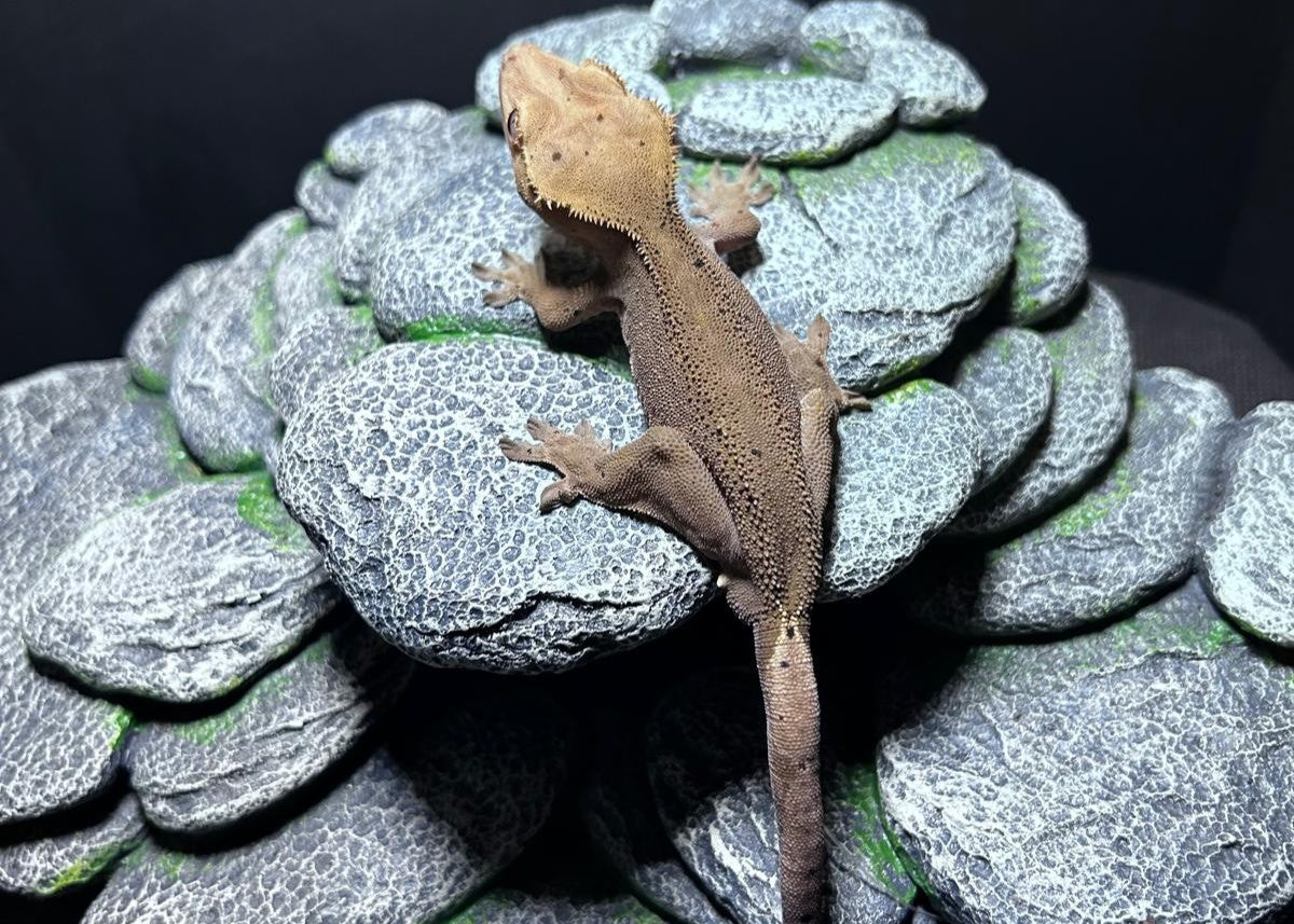 C. CILIATUS DARK PJ MASCHIO