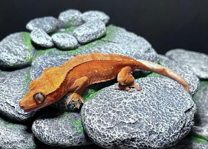CN49 -C. CILIATUS RED MASCHIO