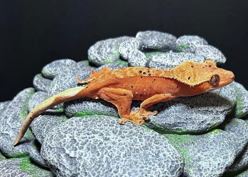 CN39 -C. CILIATUS RED DALMATIAN