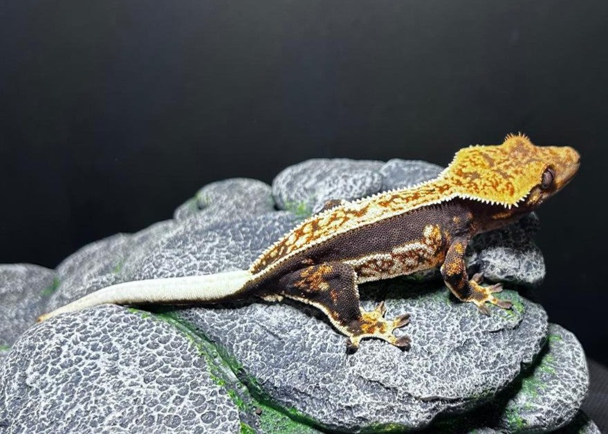 CN41 -C. CILIATUS TRICOLOR 100% PINSTRIPE FEMMINA