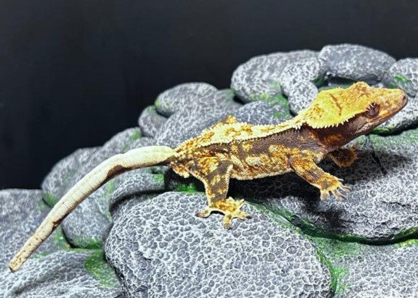 CN26 -C. CILIATUS TRICOLOR WW LINE MASCHIO
