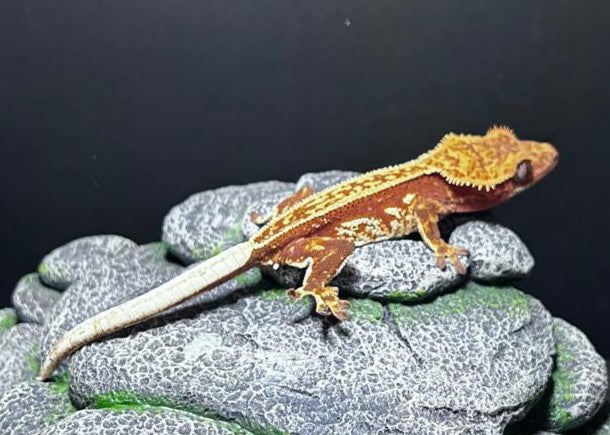 CN51 -C. CILIATUS RED HARLEY 100% PINSTRIPE