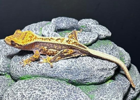 CN42 -C. CILIATUS TRICOLOR 100% PINSTRIPE