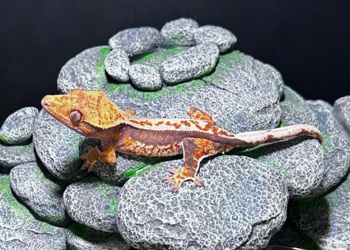 CN58 -C. CILIATUS TRICOLOR