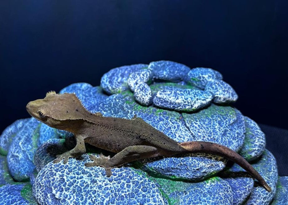 CN30 - C. CILIATUS DARK PJ MASCHIO
