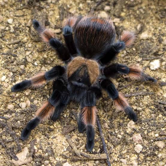 TARANTOLA BRACHYPELMA EMILIA - TARANTOLA ZAMPA ROSSA MESSICANA