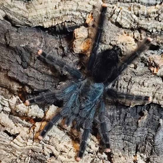 TARANTOLA LASIODORA PARAHYBANA - SALMONE BRASILIANO ROSA