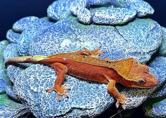 CN35 -C. CILIATUS RED DALMATIAN FEMMINA