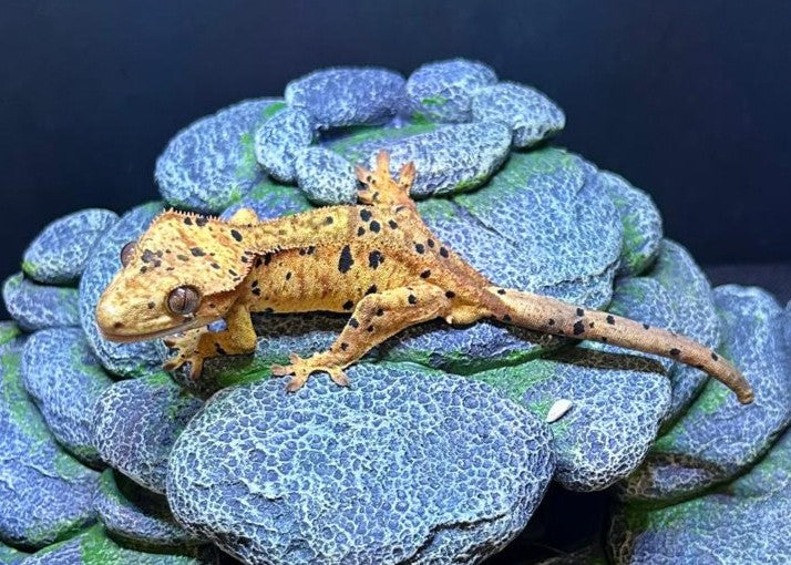 CN33 -C. CILIATUS SUPERDALMATIAN MASCHIO
