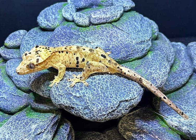 CN69 -C. CILIATUS SUPERDALMATIAN MASCHIO