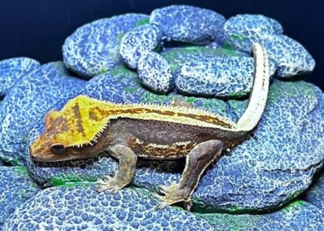 CN68 -C. CILIATUS TRICLOR 100% PINSTRIPE SS LINE MASCHIO
