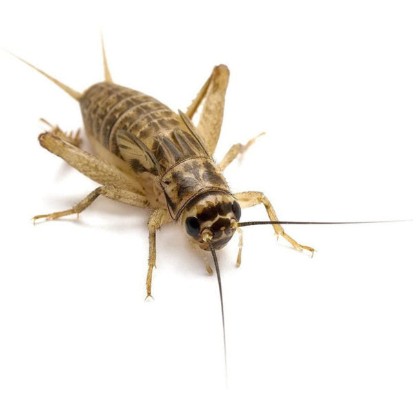 GRILLO ACHETA DOMESTICA XL BOX DA CA 40 PZ